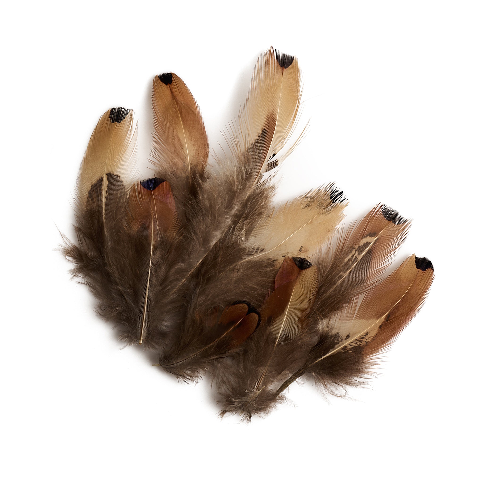 Hat Feathers