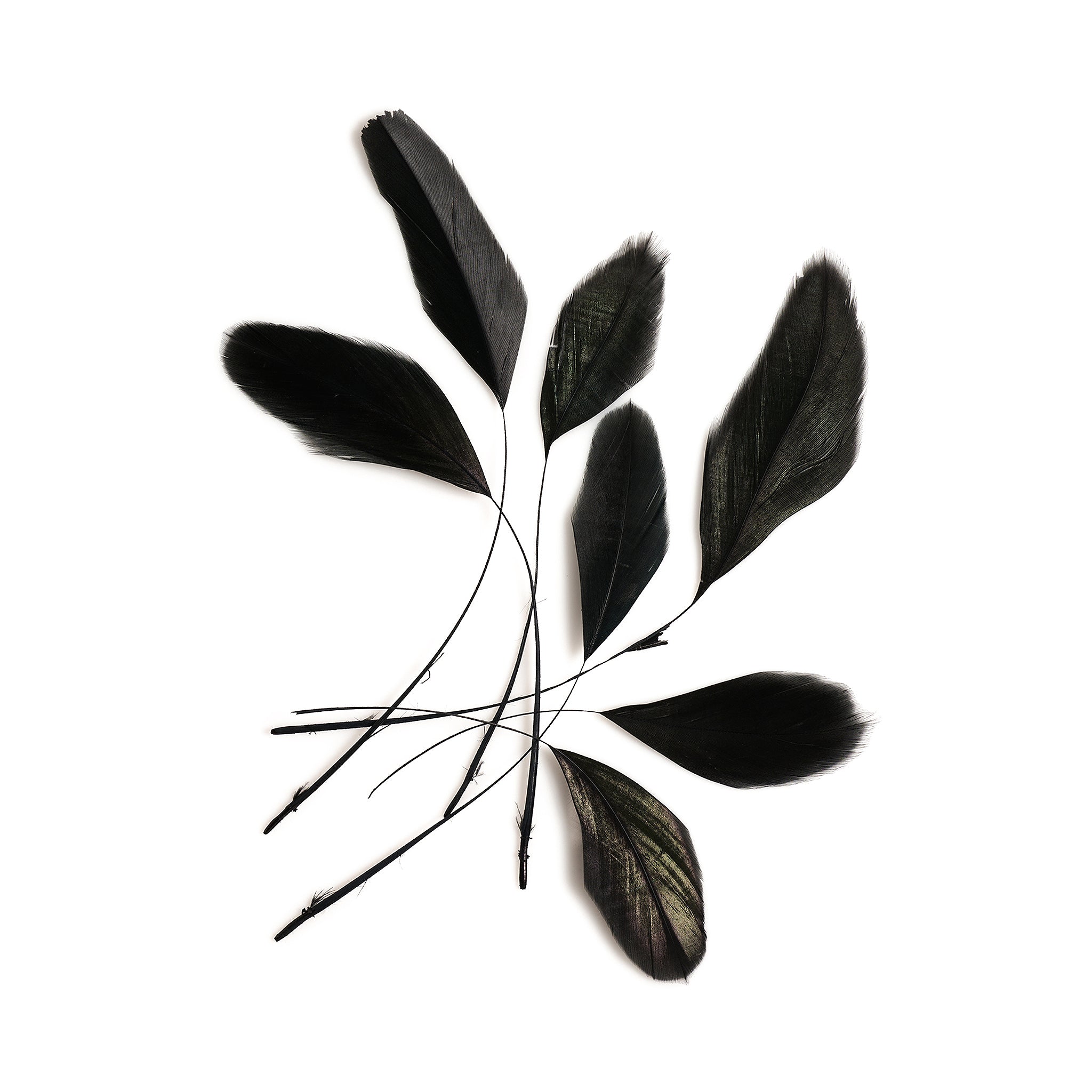 Hat Feathers