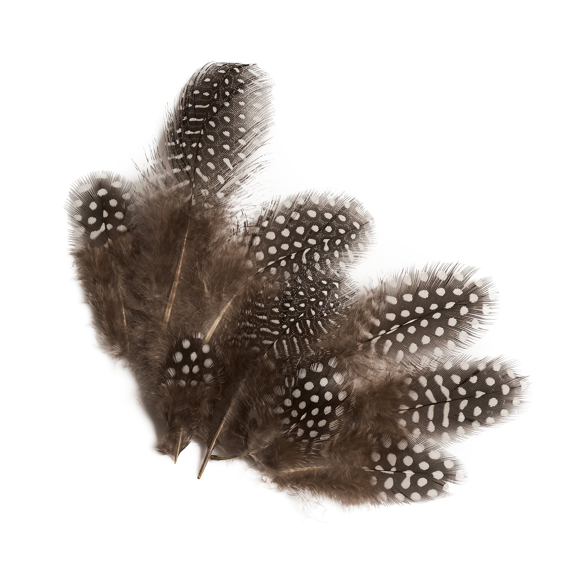 Hat Feathers