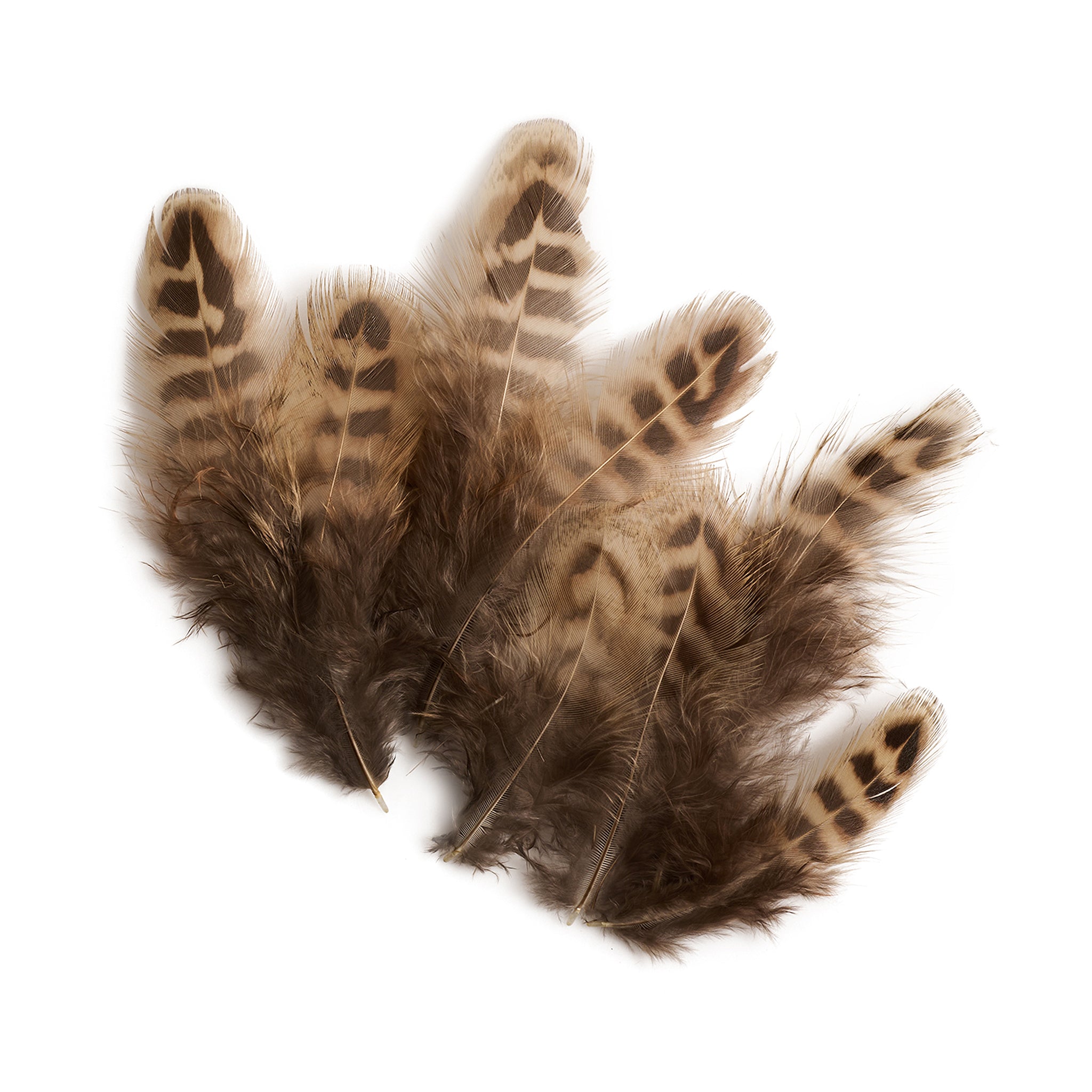 Hat Feathers