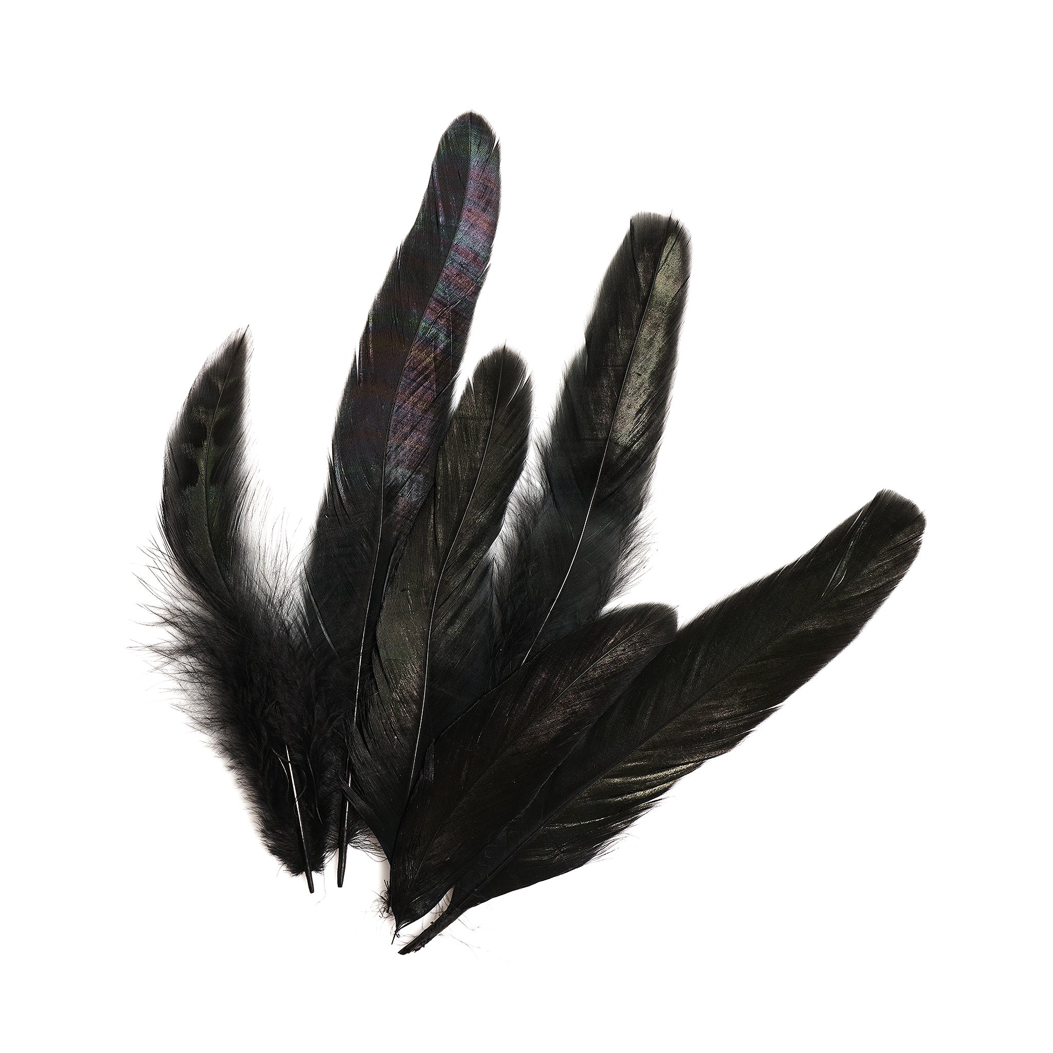 Hat Feathers