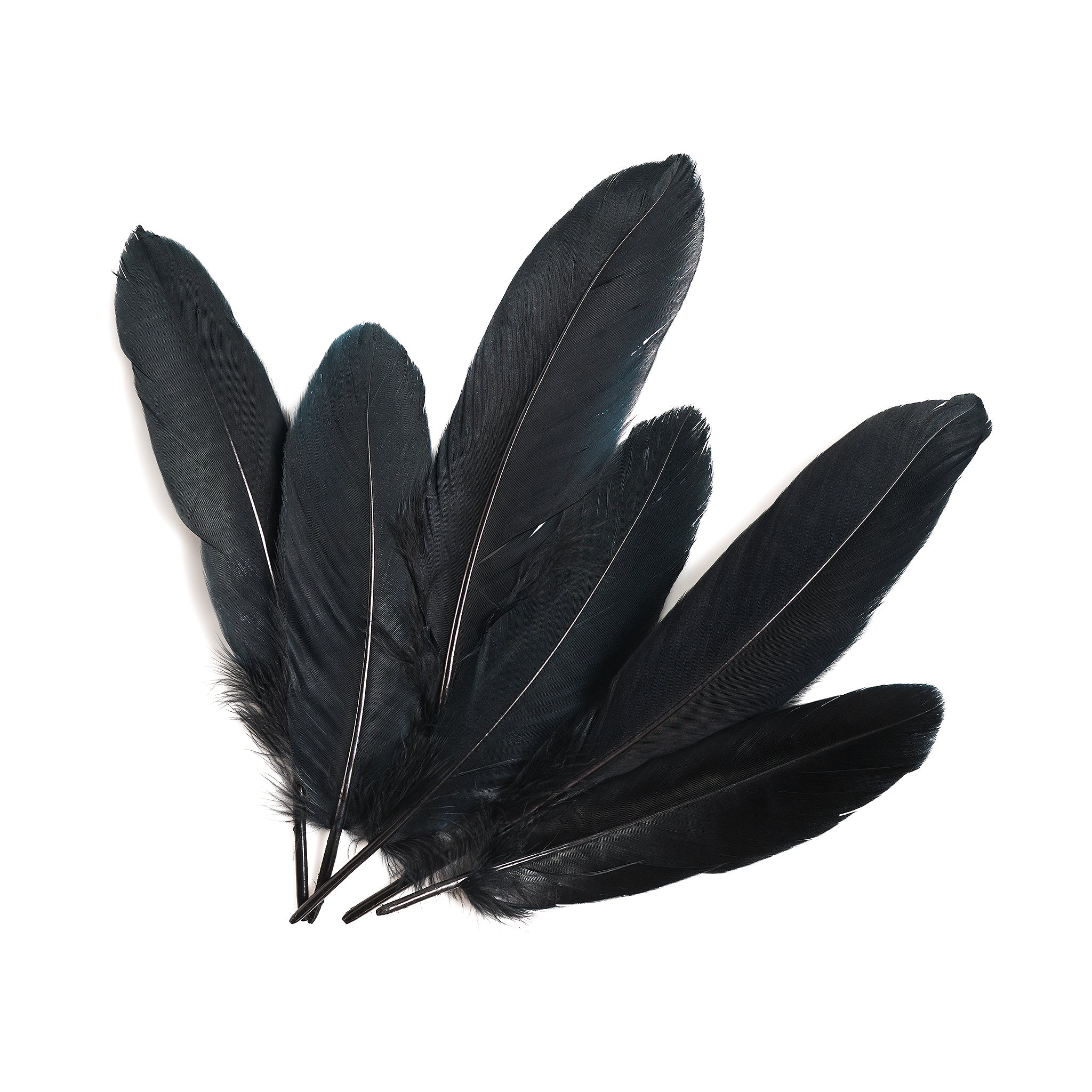 Hat Feathers