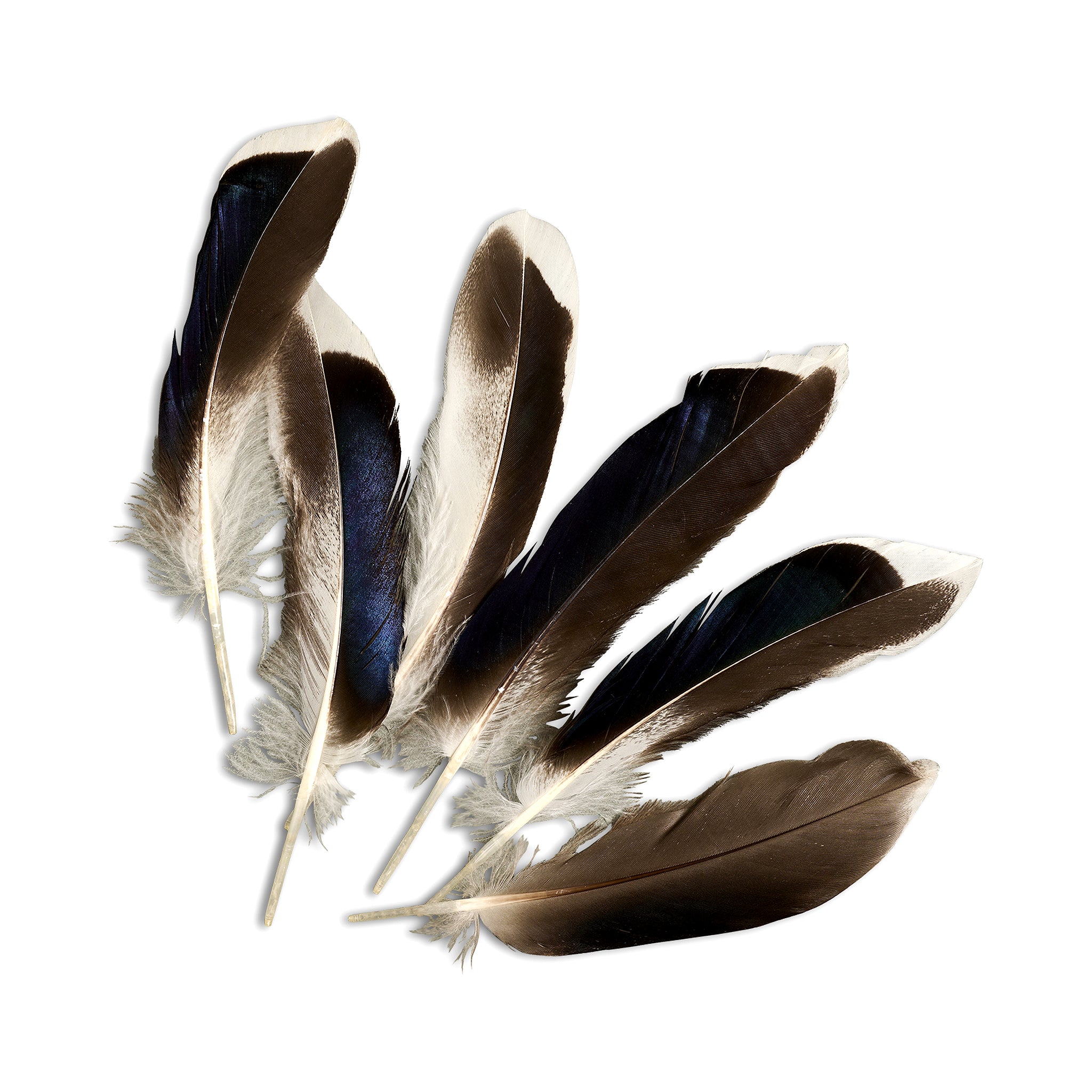 Hat Feathers